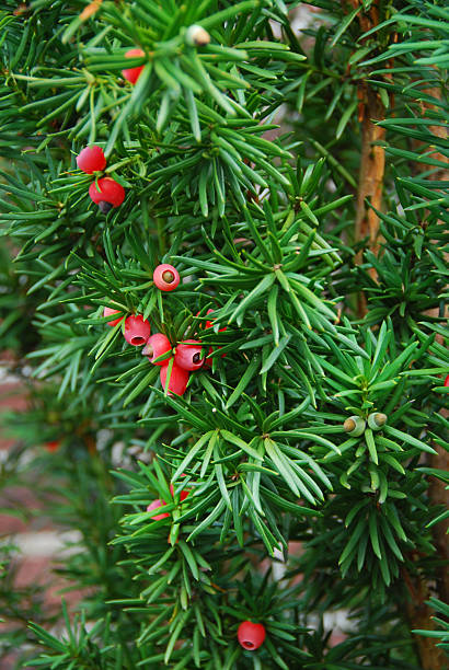 istock Yew Tree with seed cones in Autumn season. 611329026
