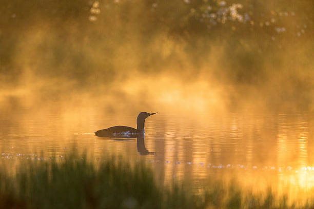 istock Misty morning light with a Red throated loon in the 611330042