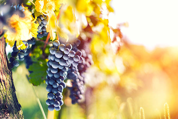 istock Vineyard at autumn harvest. 611330166