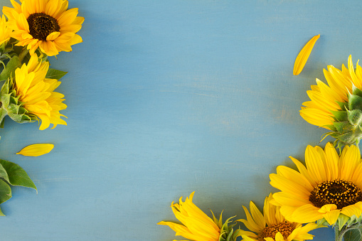 Sunflowers on blue, copy space on blue wooden background, op view