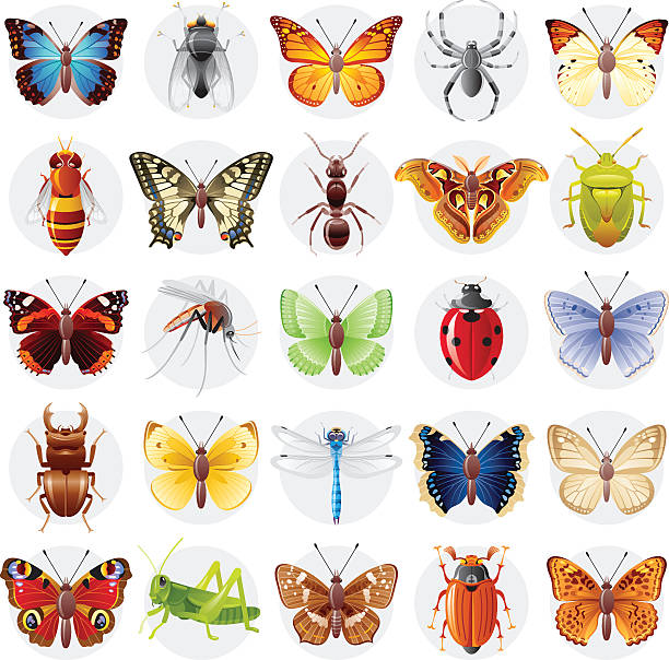 bildbanksillustrationer, clip art samt tecknat material och ikoner med vector illustration, insect animal icon set. butterfly, spider, bee, ladybug - melolontha melolontha
