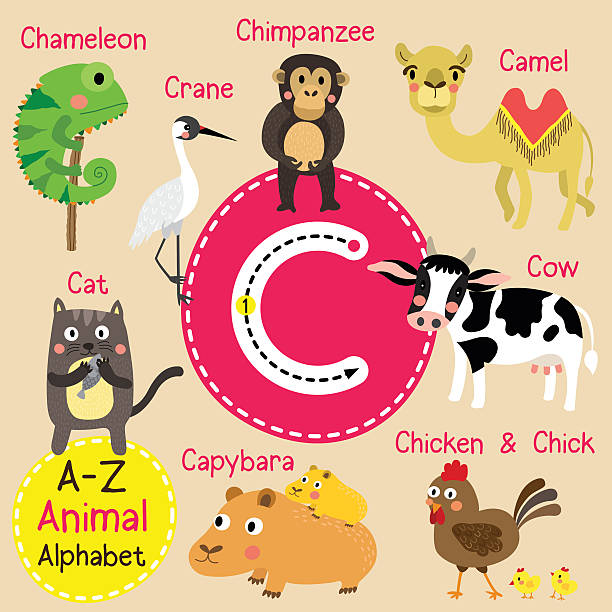 Animal Alphabet Letter C For Cow Illustrations, Royalty-Free Vector  Graphics & Clip Art - iStock
