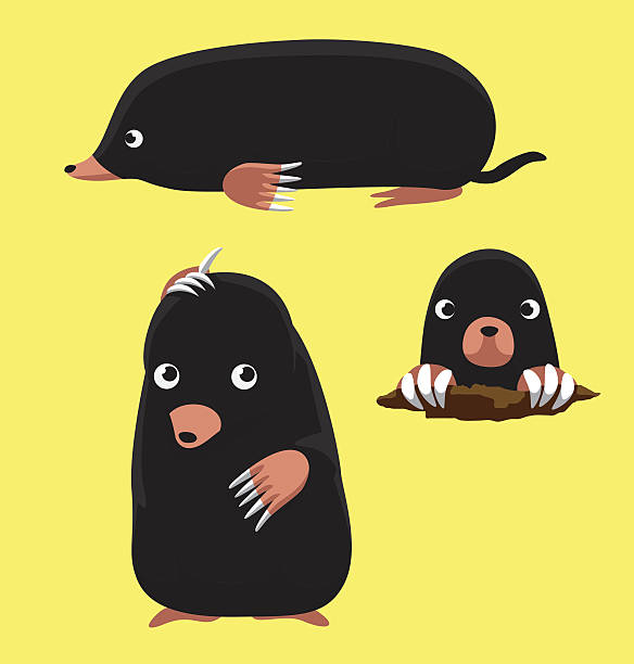 illustrations, cliparts, dessins animés et icônes de mignon mole poses cartoon vector illustration - taupe
