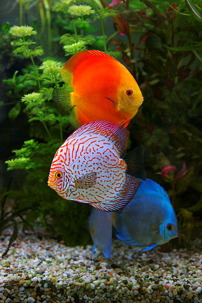 Discus (Symphysodon), multi colored cichlids in the aquarium Discus (Symphysodon), multi colored cichlids in the aquarium, the freshwater fish native to the Amazon River basin discus fish symphysodon stock pictures, royalty-free photos & images