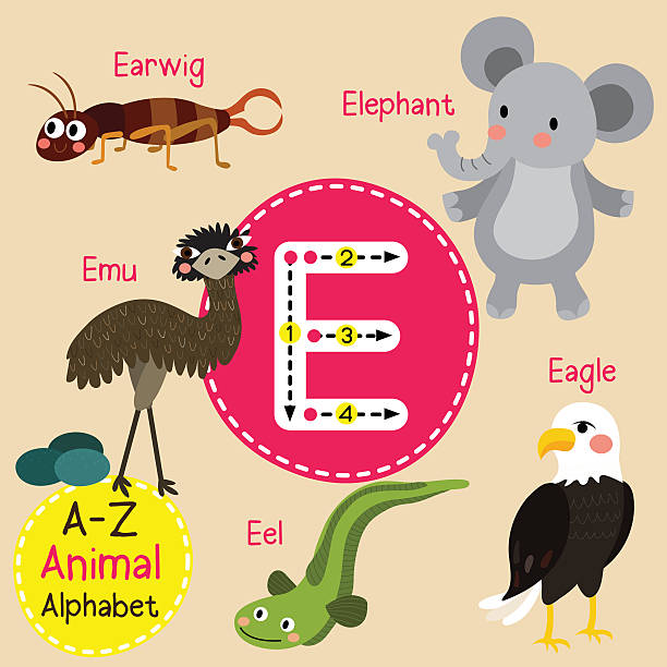 Letter E Tracing Eagle Earwig Eel Elephant Emu Stock Illustration -  Download Image Now - iStock