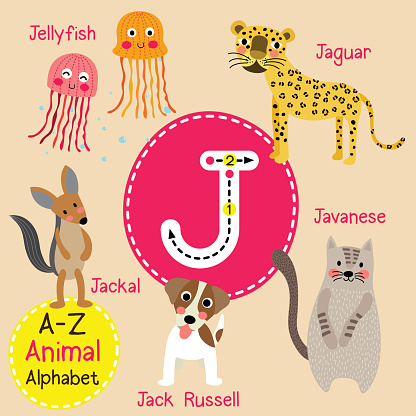 J letter tracing. Jaguar. Jellyfish. Jack Russell. Jackal. Javanese. Cute children zoo alphabet flash card. Funny cartoon animal. Kids abc education. Learning English vocabulary. Vector illustration.