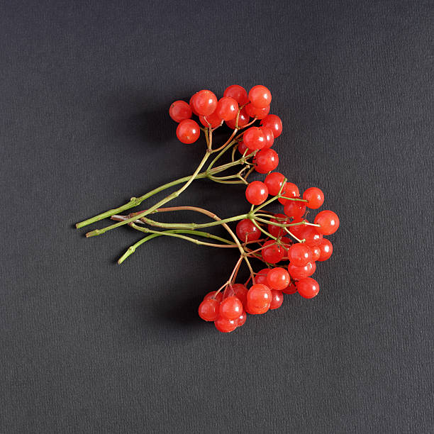istock Viburnum berries bunch on textured paper 611332158