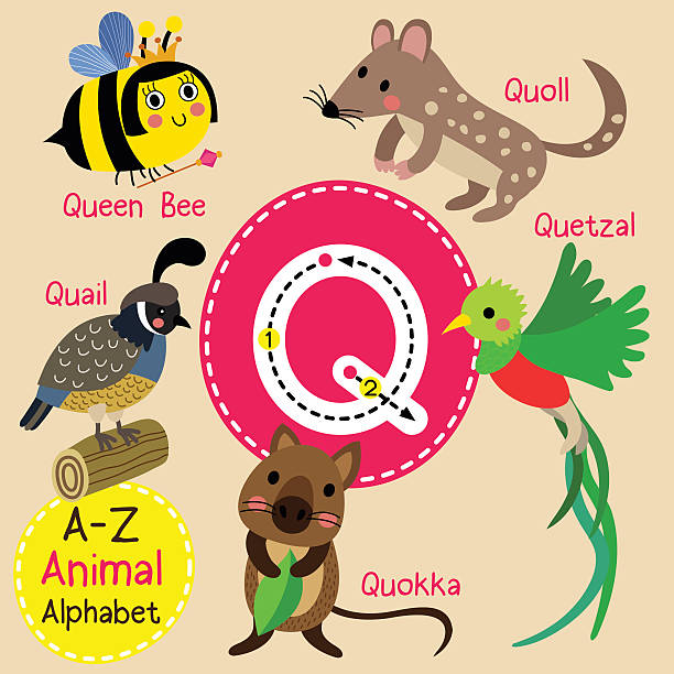 śledzenie litery q. przepiórka. królowa. quetzal. quokka. quoll. - education learning preschool letter q stock illustrations