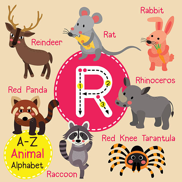 Letter R Tracing Rabbit Raccoon Rat Red Panda Reindeer Rhinoceros Stock Illustration - Download Image Now - iStock Letter R Tracing Rabbit Raccoon Rat Red Panda Reindeer Rhinoceros Stock Illustration - Download Image Now - iStock