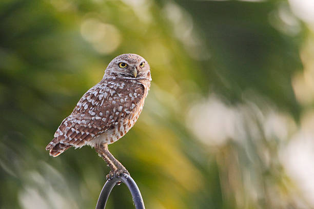 istock Burrowing owl (Athene cunicularia floridana), Cape Coral, Florida, USA 611332532