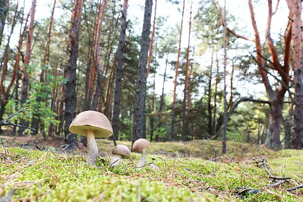 The brown-cap mushrooms grow in the green moss wood, leccinums growing in the sun rays