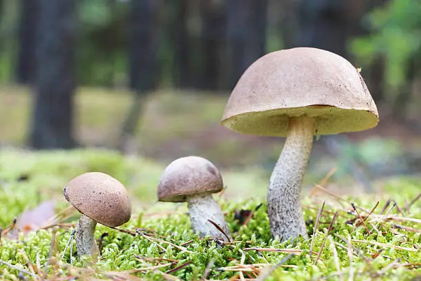 The brown-cap mushrooms grow in the green moss forest, leccinums growing in the sun rays, close-up photo