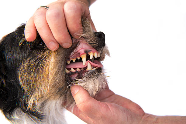 istock Dental Check - Jack russell terrier 611333114