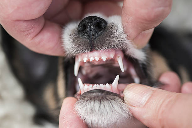 istock Dental Check - Jack russell terrier 611333166