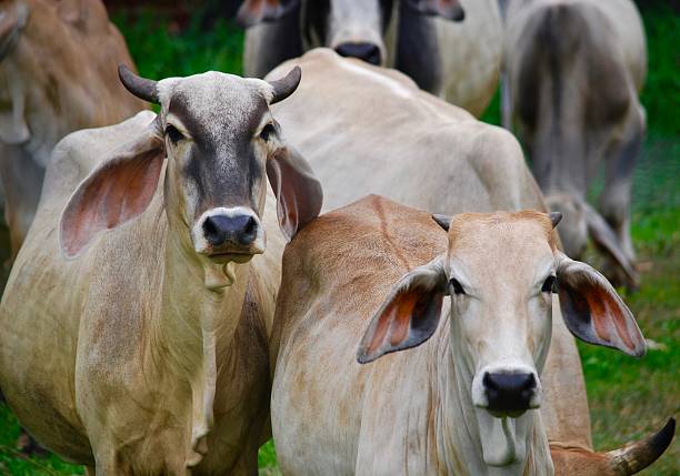 istock Two Thai cow walking toward the camera 611334450