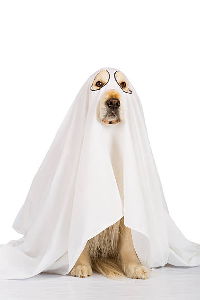 istock Golden Retriever dog ghost 611334626