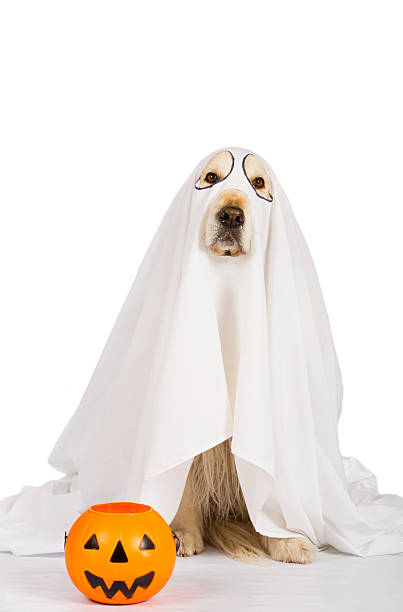 istock Golden Retriever Halloween 611334650