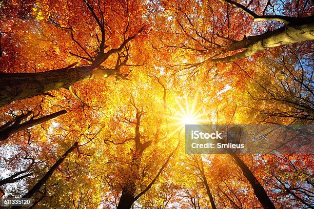 Sol De Otoño Brillando A Través Del Dosel De Los Árboles Foto de stock y más banco de imágenes de Otoño