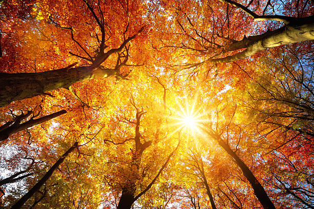 Autumn sun shining through tree canopy Autumn sun warmly shining through the canopy of beech trees with gold foliage, worm's eye view autumn scene stock pictures, royalty-free photos & images