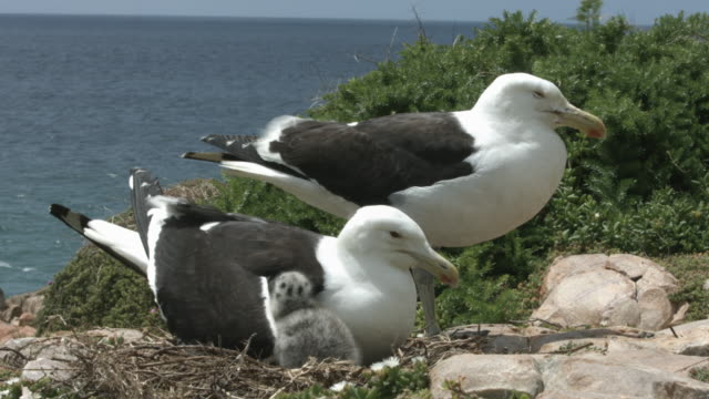 Seagull parents with two chicks
