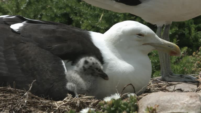 Seagull chick under mother's wing.