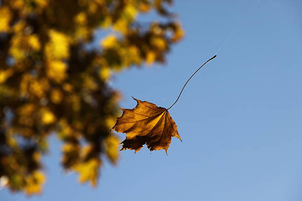 istock Low Angle View Of Dry Leaf By Tree Against Clear Blue Sky During Sunset 611463883