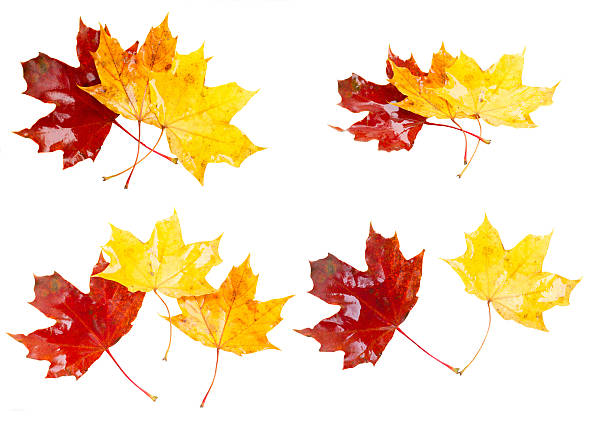 autumn background from colorful leaves isolated