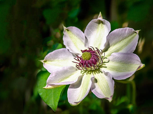 istock Wonderful flowering Clematis plant from close 611591368
