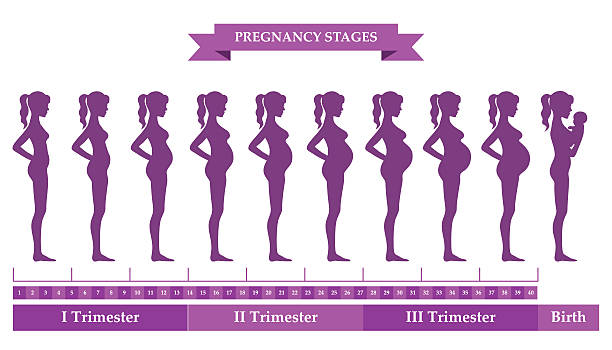 10+ First Trimester Pregnancy Stock Illustrations, Royalty-Free Vector  Graphics & Clip Art - iStock