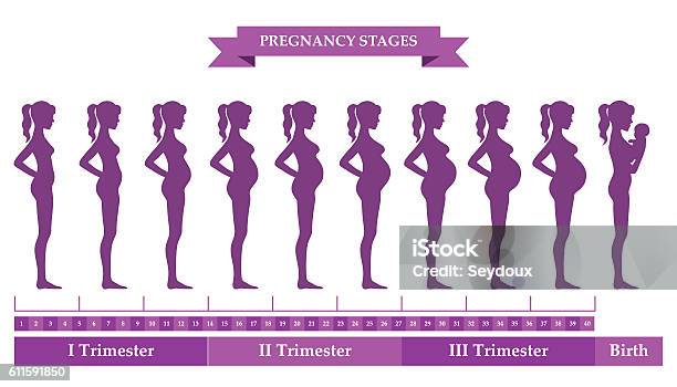 Pregnant Female Silhouettes Stock Illustration - Download Image Now - Pregnant, Women, Stage - Performance Space