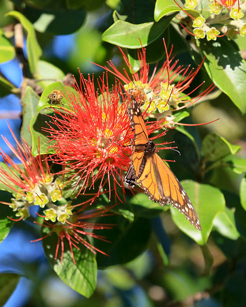 istock New Zealand Wanderer Butterfly 611594236