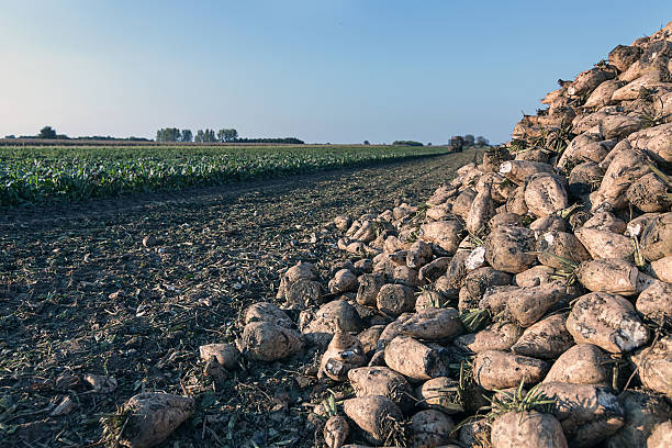 Close up photo of harvested organic sugar beet, selective focus.