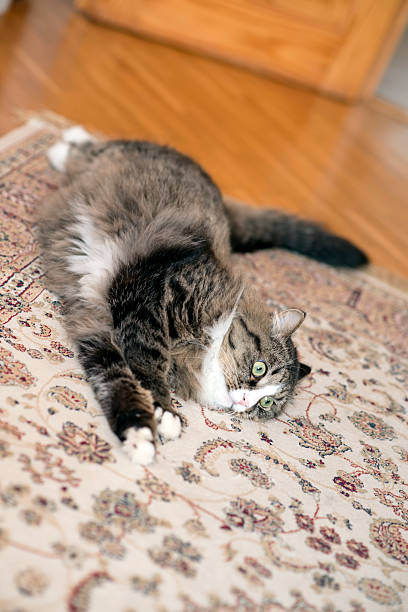 istock cat lies on the floor 611597900