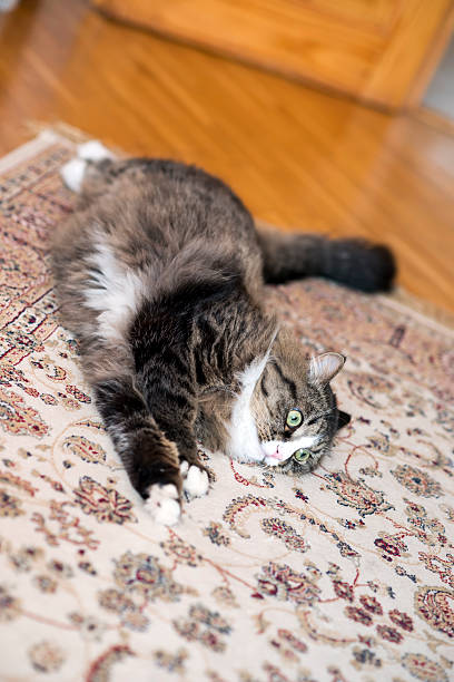 istock cat lies on the floor 611598050