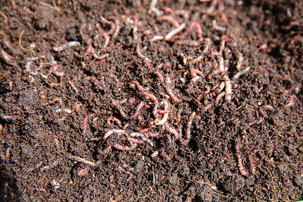istock Earthworms (Dendrobena Veneta) for Fishing or Compost 611598140