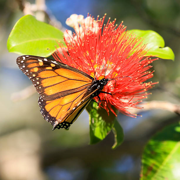 istock New Zealand Wanderer Butterfly 611598168