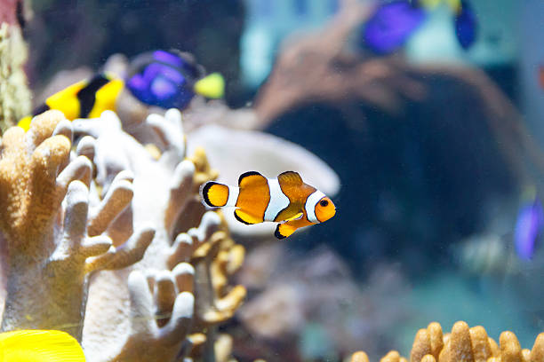 istock Orange yellow clown fish on reef background 611598328