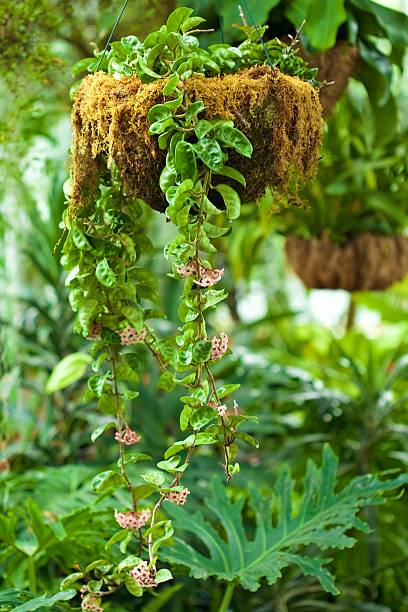 planta de cera - indian pipe - fotografias e filmes do acervo