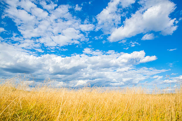 paisagem da pradaria - prairie wide landscape sky imagens e fotografias de stock