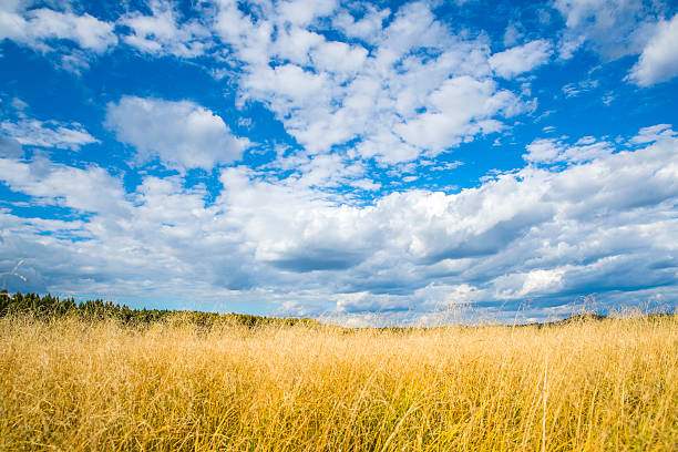 paisagem da pradaria - prairie wide landscape sky imagens e fotografias de stock