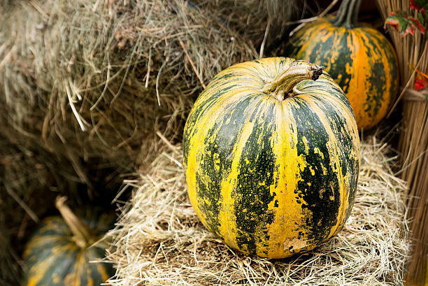 istock Fresh pumpkins and hey. Autumn harvest. Hay 611602502