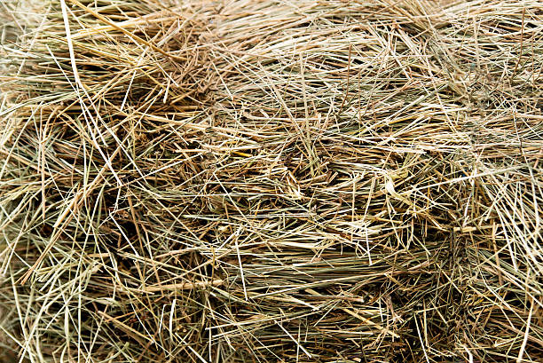 istock Texture. Dry hay closeup, harvesting. Background 611603810