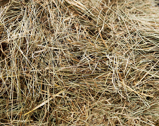 istock Texture. Dry hay closeup, harvesting. Background 611603936