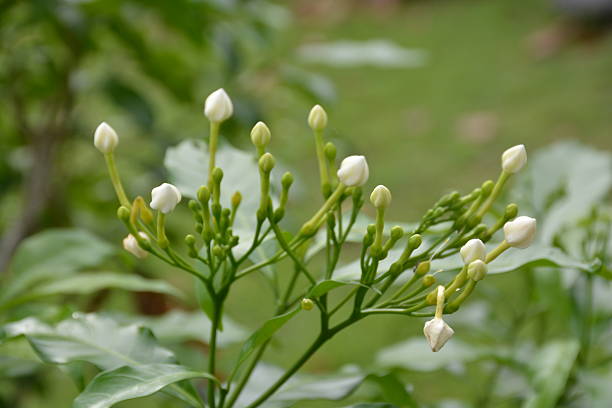 istock The buds sampaguita jasmine. 611604304