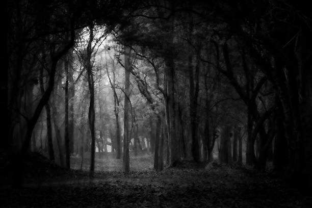 istock Halloween background black and white. Dark forest blurred halloween concept. 611604344