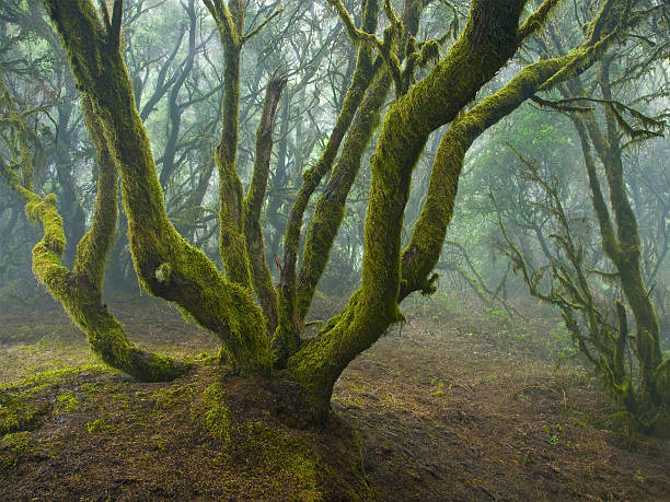 Mystic rainforest on Canary Islands, Spain