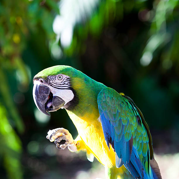 Blue-and-Yellow Macaw (Ara Ararauna) Blue-and-Yellow Macaw (Ara Ararauna), also known as the Blue-and-Gold Macaw on branch. ara arauna stock pictures, royalty-free photos & images