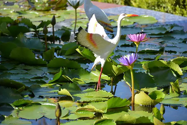 Lotus-flower with bird statue in Lotus pond.
