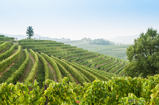 Wonderful vineyard valley landscape in zone of Collio in region of Friuli Venezia Giulia, north East of Italy.