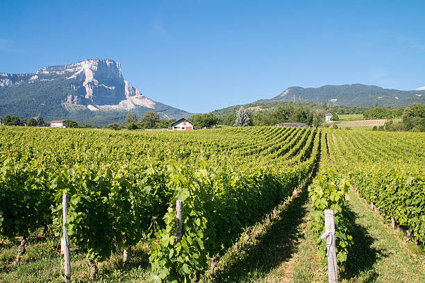 Vineyards of Savoy in Apremont Vineyards of Savoy in Apremont savoie photos stock pictures, royalty-free photos & images